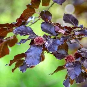 Beech Copper leaves (Fagus sylvatica purpurea) Img 5